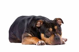 Martin d 02.01.2012 23:11 reg. American Bully Die Hundeseite