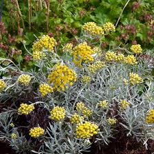 Image result for Helichrysum chasei