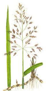 Johnson Grass Sorghum Halepense By Sue Abonyi Artwanted Com Sorghum Grass Cactus Plants