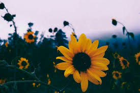Yellow Aesthetic Wallpapers Top Free Yellow Aesthetic Backgrounds Wallpaperaccess