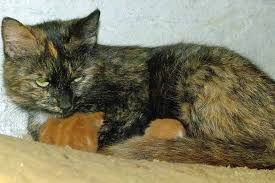 Wenn katzen sich auf den rücken rollen kann dies auch der defensive dienen: Welches Futter Ist Fur Katzenbabys Geeignet Tiermedizinportal