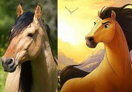 2 horses sired by spirit, 1 are competitive spirit shard. Spirit Mustang Horse Breed Horse Breeds