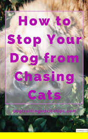 You can click and reward for subtle behaviors you normally wouldn't be the clicker communicates to the cat that a very specific behavior is desirable. Potty Training Puppy Outside And Pics Of Dog Training Book In Hindi Pdf Download Dog Training Tips Puppy Potty Training Tips Puppy Training