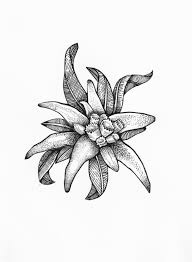 140 Edelweiss Ideas Edelweiss Edelweiss Flower Alpine Flowers All the best edelweiss drawing 36+ collected on this page. pinterest
