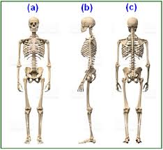 Interactive male anatomy figure front and back views with clickable parts of the body including list of the interactive parts of the back view. Bone Structure And Skeletal System Of Human Body A Anterior Front Download Scientific Diagram