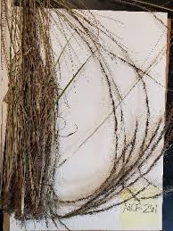 Image result for Aristida pilgeri