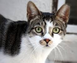 Chronic vomiting can be an indicator of serious diseases of the small intestine, including these findings are staggering and make it abundantly clear that cat parents and veterinarians must stop renavast: Vomiting In Cats Love Meow