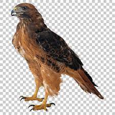 Eagle Hawk Bird Png Image With Transparent Background Dslr Background Images Blur Photo Background Bald Eagle