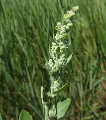 Image result for Chenopodium opulifolium
