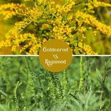 Image result for Fern Green 1994 Reliant