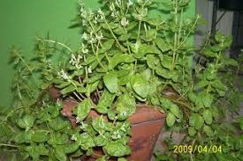 Image result for Aeollanthus suaveolens