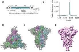 Efficacy and safety of bnt162b2 in greater numbers of participants, reaching tens of thousands of people receiving test vaccinations in february 2021, pfizer revealed that the entire sequence initially took about 110 days on average from start to finish, and that the company was making progress on. A Prefusion Sars Cov 2 Spike Rna Vaccine Is Highly Immunogenic And Prevents Lung Infection In Non Human Primates Biorxiv