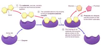 Enzyme conformation changes when it binds the substrate so the active site fits the substrate. Model Of Enzyme Action Let S Learn Science