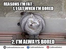 Scroll down to see funny fat cat memes, and share this gallery with your friends and family if you think they can also appreciate funny fat cats. F U N N Y F A T C A T M E M E S C L E A N Zonealarm Results