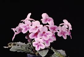 Image result for Streptocarpus