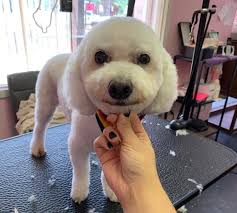Here's my 13 yr old lady. I've been grooming her since she was a puppy. She  was ready to get off the table now.