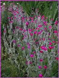Get the best deal for partial shade houseplants from the largest online selection at ebay.com. Rose Campion Rose Campion Red Roses Garden Partial Shade Flowers