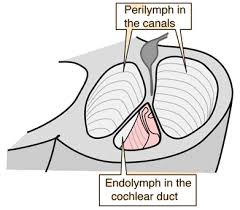 Image result for Cochlea