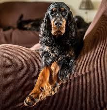 Registered english setter puppies, male and female, tri colored available. Gordon Setters Distinguished Handsome And Kindly Dogs Who Deserve Consideration Country Life