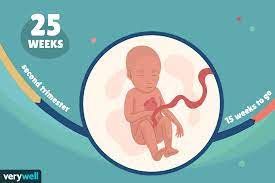 This baby thing is happening soon! 25 Weeks Pregnant Baby Development Symptoms And More