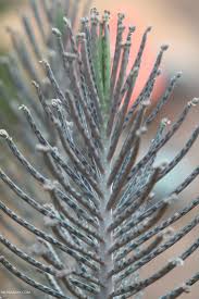 Image result for Bryophyllum tubiflorum