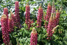 10 фраз в 7 тематиках. Die Winterharte Lupine So Kommt Sie Bestens Durch Die Kalte