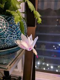 Hi! I'm new to this group. I recently joined because I have a Christmas  Cactus that was my Mother's and I'm trying to keep it alive, but having  some trouble. Did not