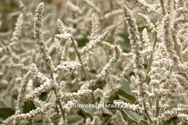 Image result for Aerva javanica