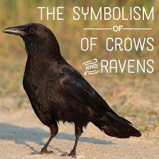 Raven And Crow Symbolism And Meaning American Crow Crows Ravens Crow