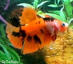 No posts or comments praising or advertising betta fighting. Aquariumfish Net