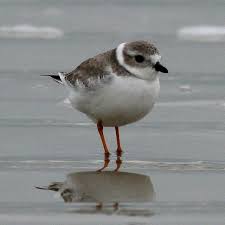 Birds Of Cape Cod National Seashore Piping Plover North Padre Island National Seashore Aquatic Birds Sea Birds Seashore