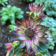 Photo astrantia major 'abbey road' an herbaceous perennial springtime summer flower plant commonly known as great masterwort can be used for personal and commercial purposes according. Garden Answer Abbey Road Astrantia I Recently Bought 5 Facebook