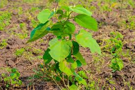 Image result for Cordia africana