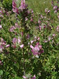 Image result for Rhynchosia procurrens