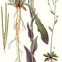 Image result for Behnia reticulata
