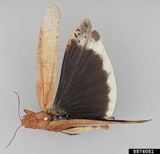 Image result for Dissotis pulchra