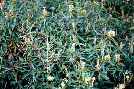 Image result for Barleria capitata