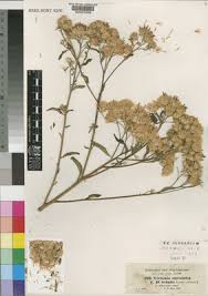 Image result for Vernonia purpurea