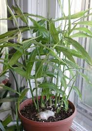 Growing ginger is no different than growing another herb. Growing Ginger Plants How To Plant And Care For Ginger Dummer Garden Manage Gfinger Is The Best Garden Manage App