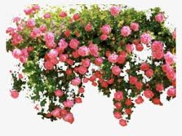 Pngkit selects 68 hd flower vine png images for free download. Pink Flower Vine Png Download Transparent Vine Flower Png Transparent Png 1024x768 Free Download On Nicepng