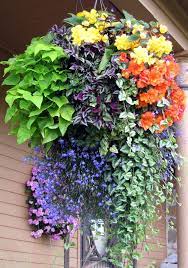 Pin By Daily Appetite Cocktails Br On Gardening Plants For Hanging Baskets Container Flowers Hanging Plants