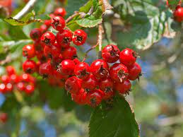 I have a spot in the front yard that could use a nice fruit tree. Growing Ornamental Trees Hawthorns Crab Apples Saga