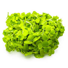 Image result for Spirodela