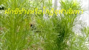 Check spelling or type a new query. à¸œ à¸à¸Š à¸Š à¸²à¸‡à¸«à¸£ à¸­à¹‚à¸à¸à¸ˆ à¸¬à¸²à¸¥ à¸¡à¸žà¸² Youtube