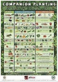 Companion Planting 101 Erhohte Beete Garten Grundriss Garten Ideen Gemuse