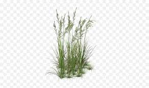 Weeds Drawing Nature Picture Grass Plant Png Free Transparent Png Images Pngaaa Com Download the grass, nature png on freepngimg for free.