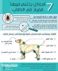 اكتشاف القراد في الكلاب dog training dogs