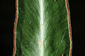 Image result for Lindsaea ensifolia