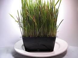 After around 18 days some more seeds did start sprouting all across the lawn.â now in the beginning of the 4th week i can seeds are going to sprout all across the lawn if one keeps watering. Growing Rye Grass Sproutpeople