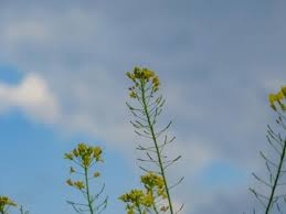 Image result for Sisymbrium orientale